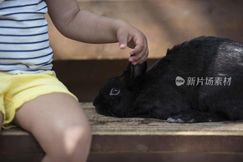 孩子的手抚摸黑兔子/科尼。